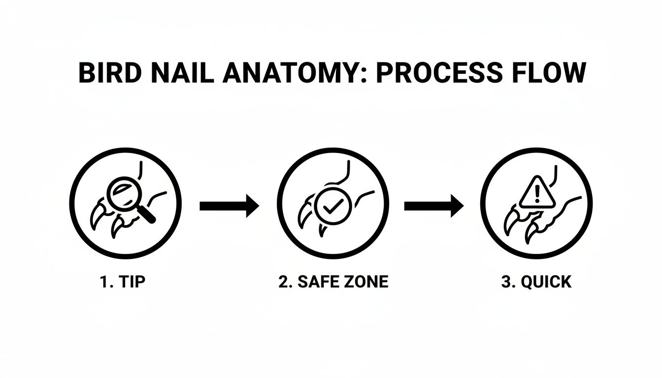 A process flow diagram illustrating bird nail anatomy: tip, safe zone, and quick, for proper trimming.