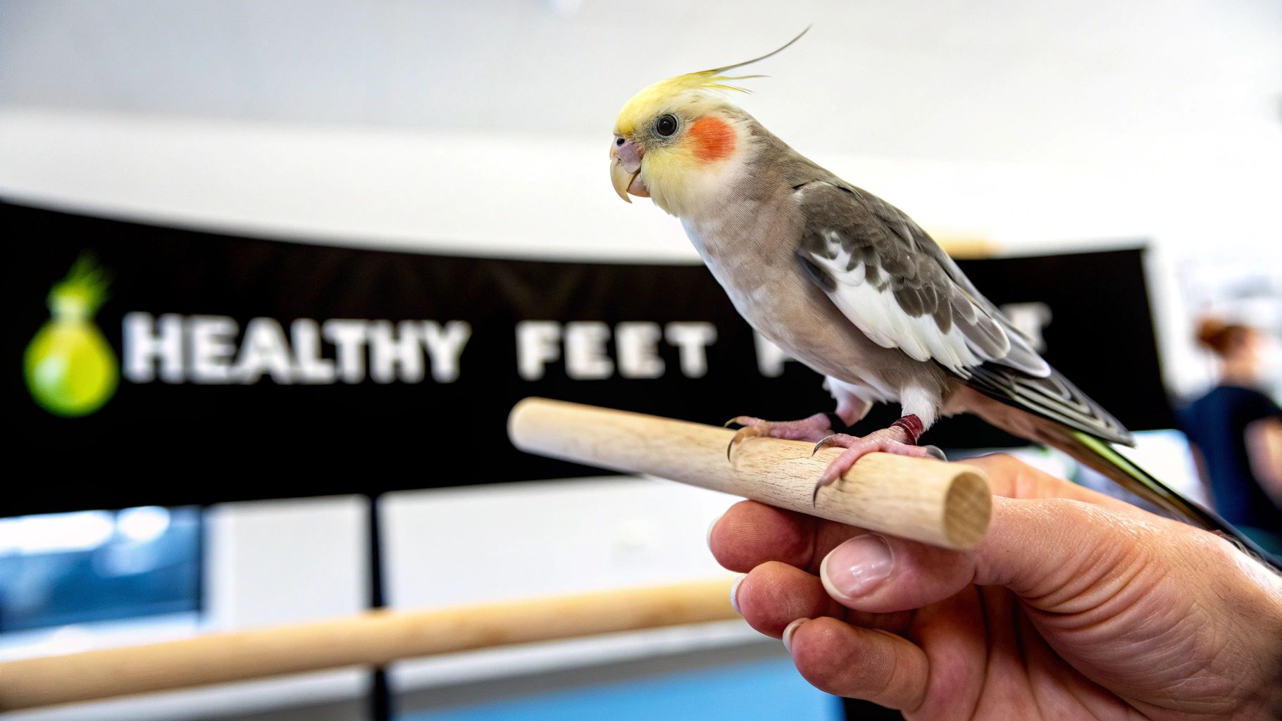 Charming cockatiel with yellow crest and orange cheeks perches on a stick held by a person.