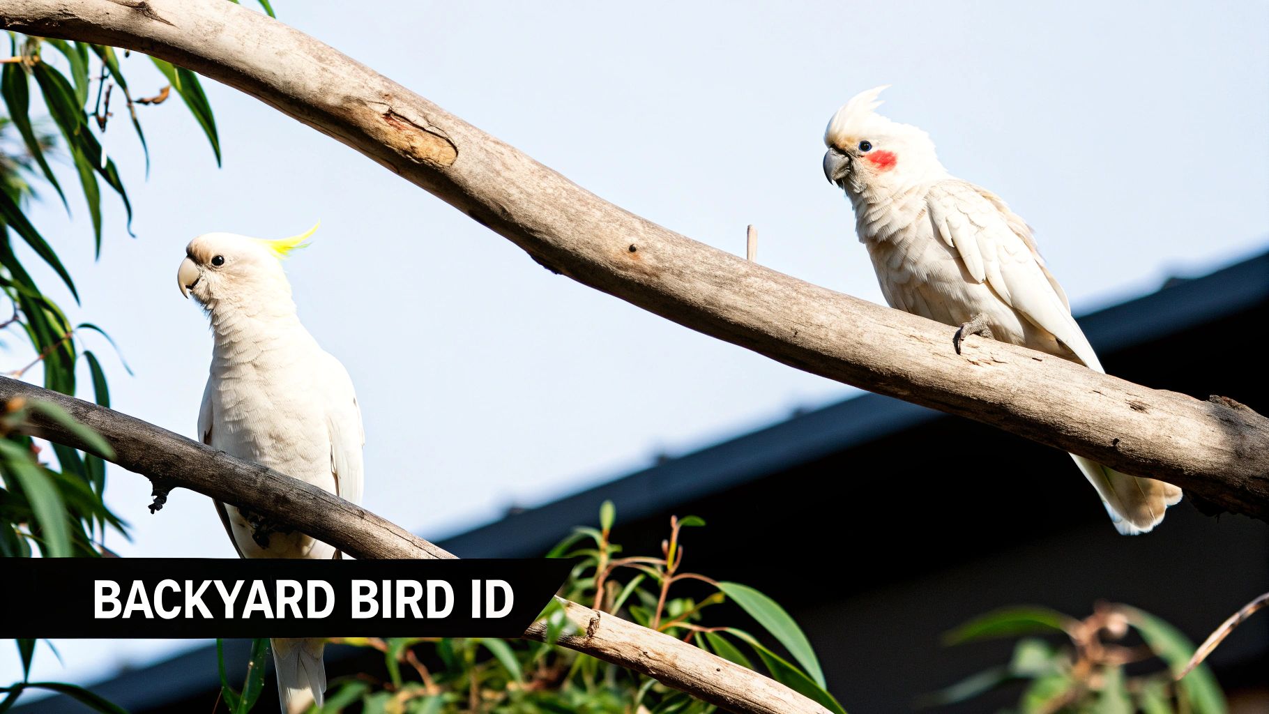 Two white cockatoos perch on eucalyptus branches, one with a yellow crest, the other with a red cheek patch.