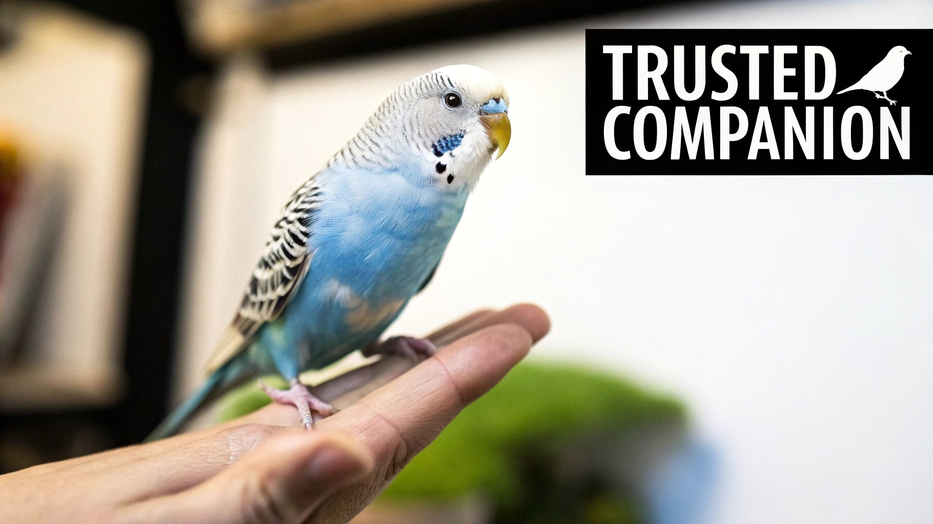 A tame blue and white budgie perches gently on an open hand, with a "Trusted Companion" logo.