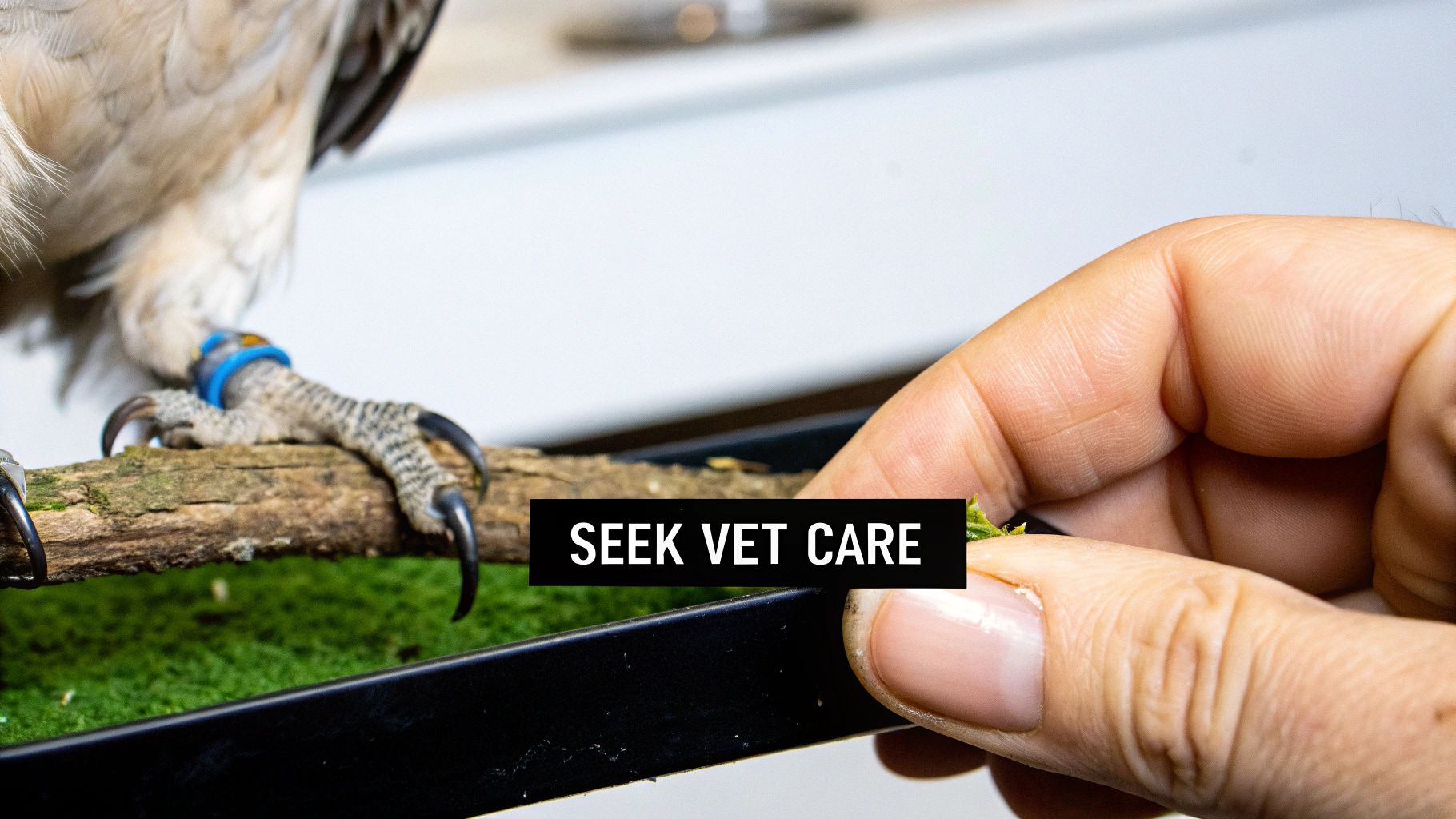 A person's hand offers care to a bird of prey with a blue leg band, emphasizing 'Seek Vet Care'.