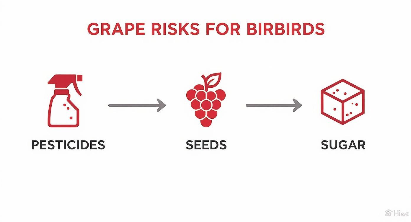 An infographic illustrating three grape risks for birds: pesticides, seeds, and sugar.