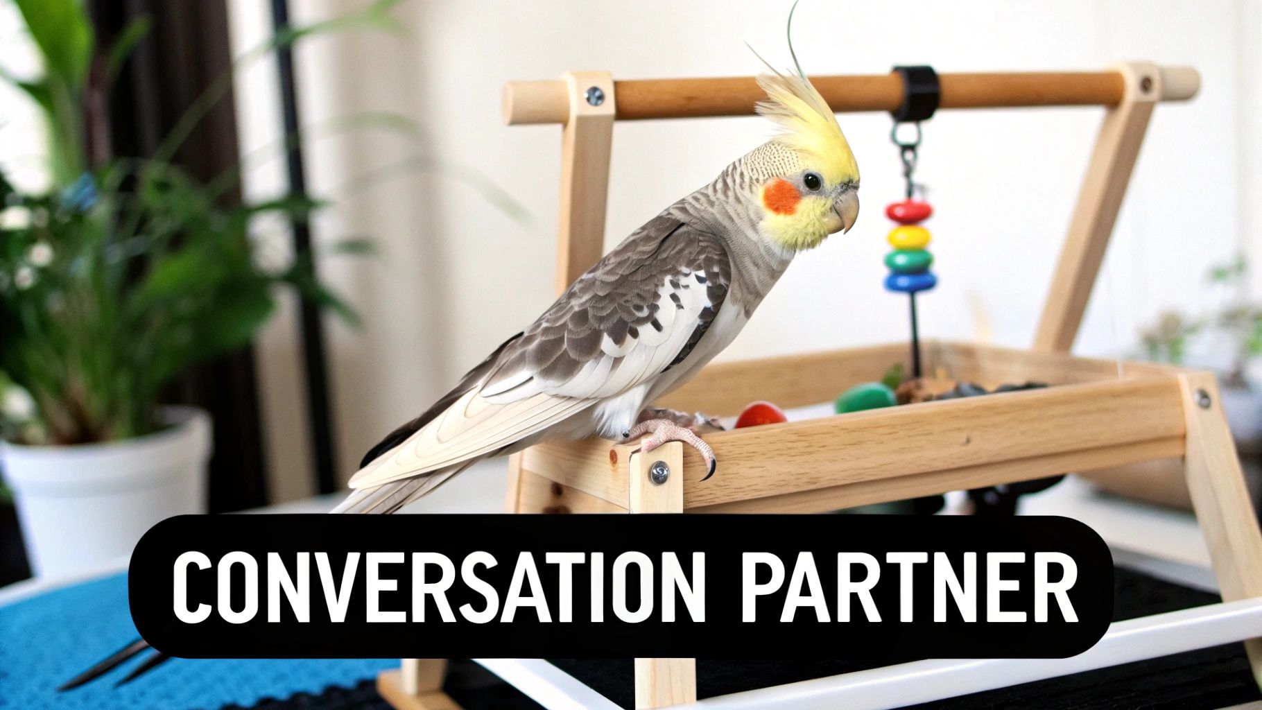 A yellow and grey cockatiel parrot perches on a wooden bird play stand with colorful toys.