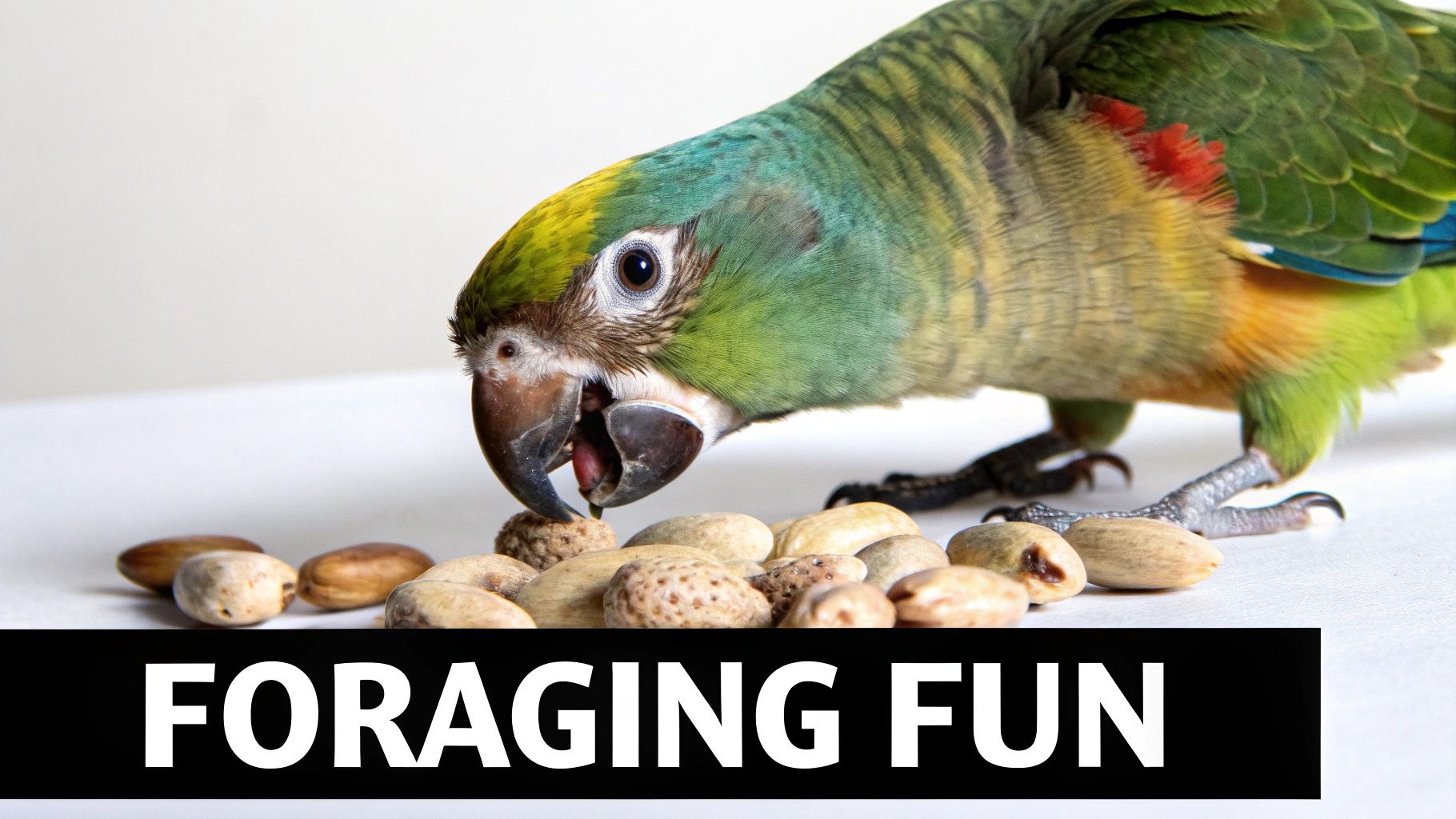 A green and blue parrot vigorously cracks open a nut among a pile of shelled nuts on a white surface.