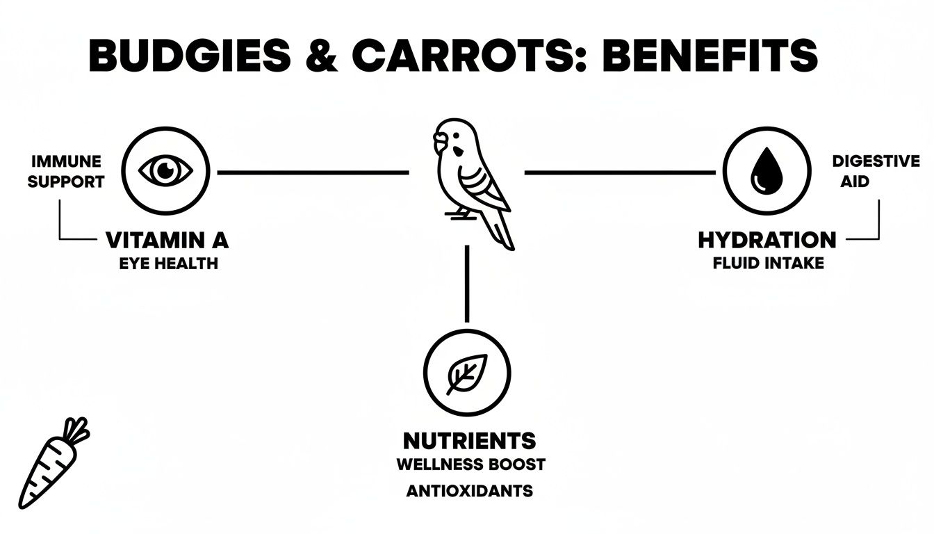 Diagram showing budgie benefits from carrots: Vitamin A for eye health, hydration, nutrients, and antioxidants.