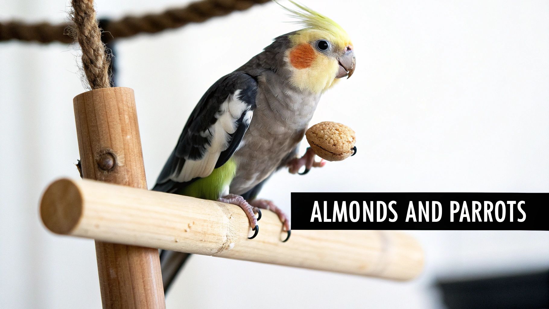 A vibrant cockatiel parrot with a yellow crest holds an almond on a wooden perch.