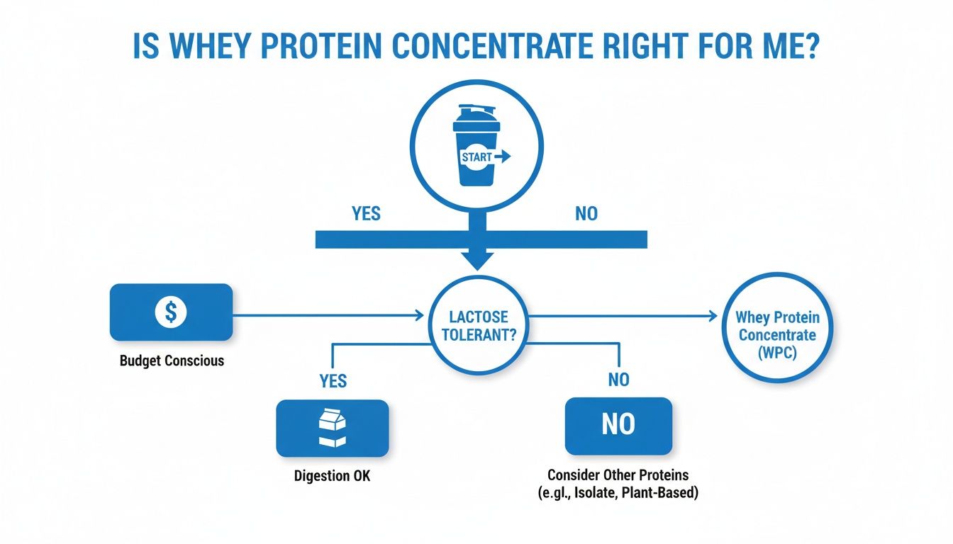 Flowchart guiding whether whey protein concentrate is suitable based on lactose tolerance and budget.