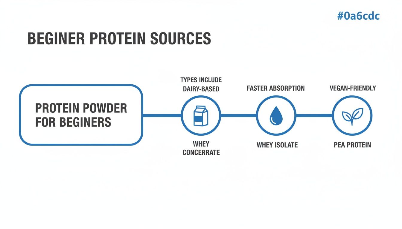 Infographic outlining protein powder options for beginners, including whey concentrate, whey isolate, and pea protein, with their key features.