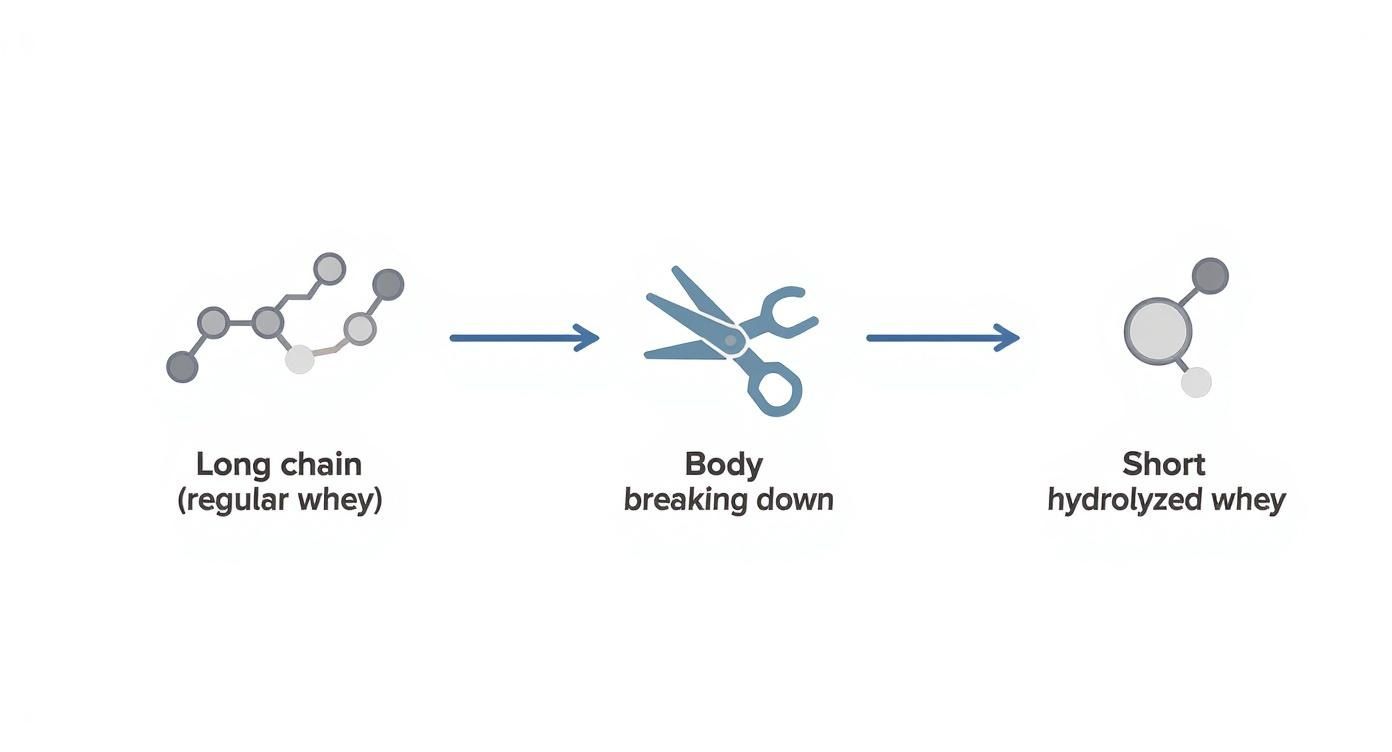 A diagram illustrates regular whey protein (long chain) being broken down by the body into short hydrolyzed whey.