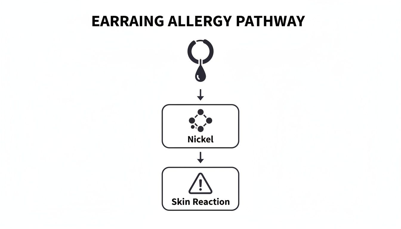 Flowchart illustrating the earring allergy pathway, showing nickel in earrings leading to a skin reaction.