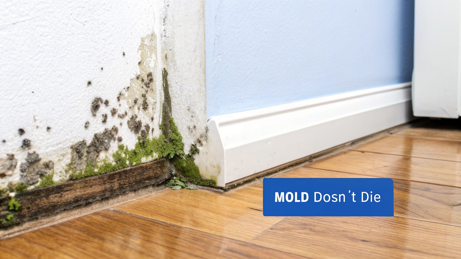Severe mold and moss growing on a white wall and baseboard in a house corner, next to a wooden floor.