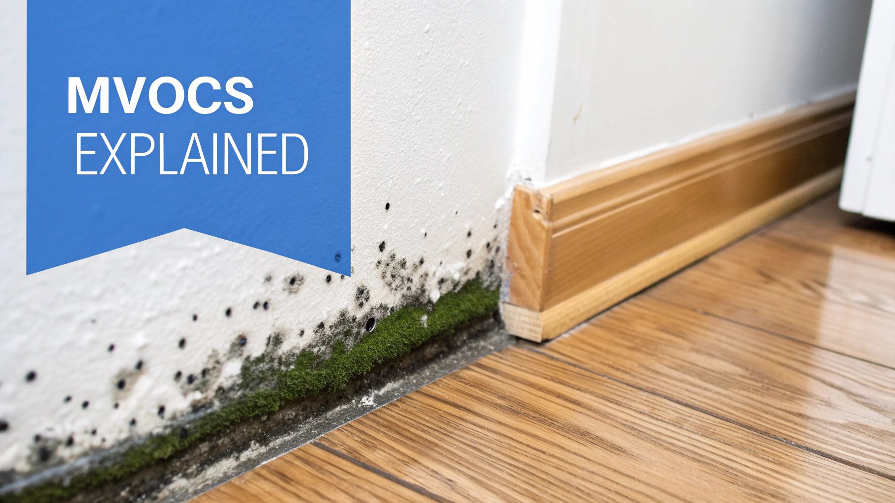 Extensive black mold and green moss growing on a white wall above a wooden floor, with a blue banner saying 'MVOCS EXPLAINED'.