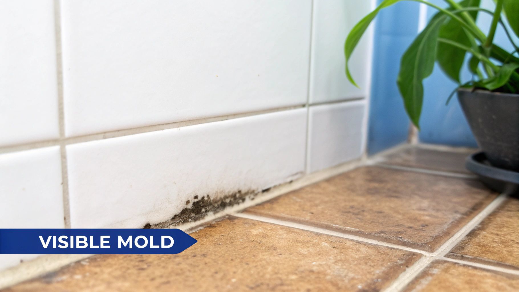 Visible black mold growth on white and brown bathroom tiles, indicating moisture issues.