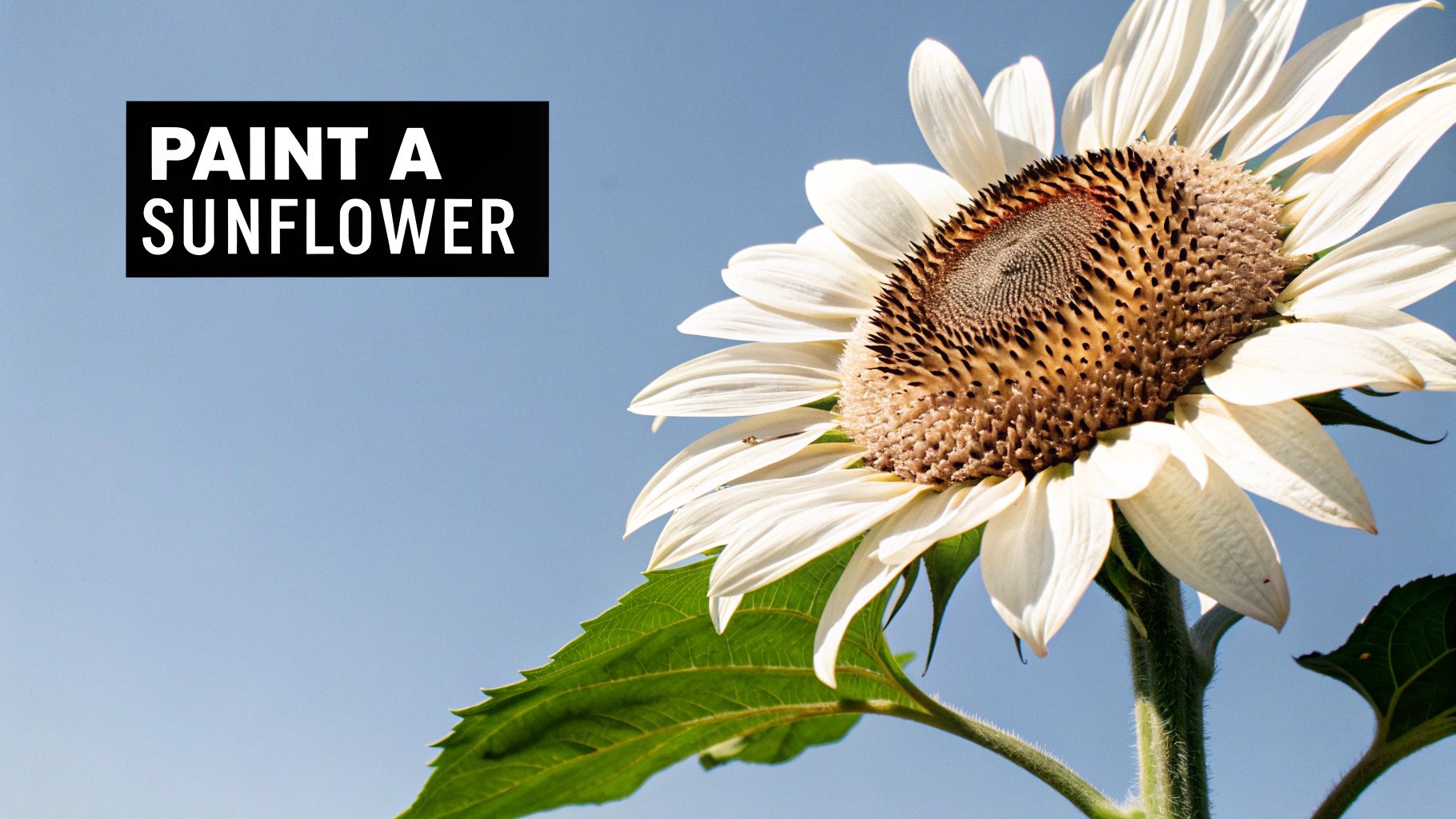 A large white sunflower with a brown and black center against a clear blue sky.