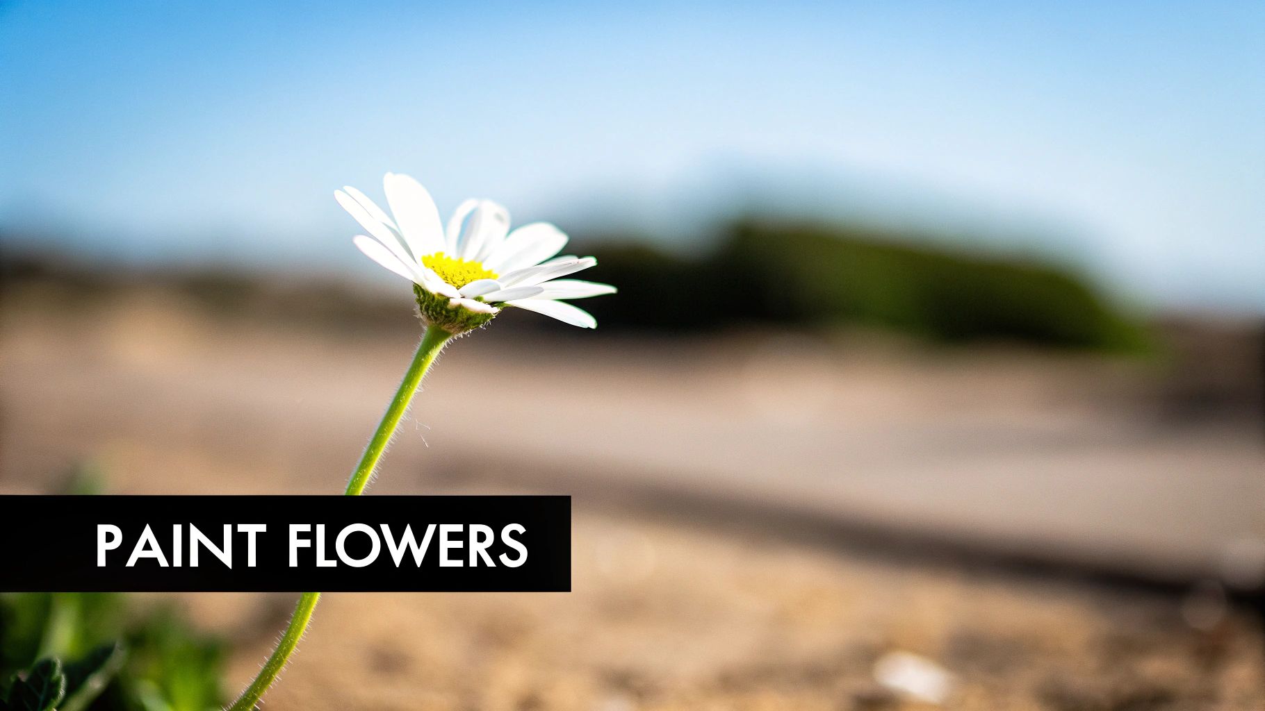 A close-up of a vibrant white daisy with a bright yellow center against a blurred blue sky and brown ground, with text 'PAINT FLOWERS'.