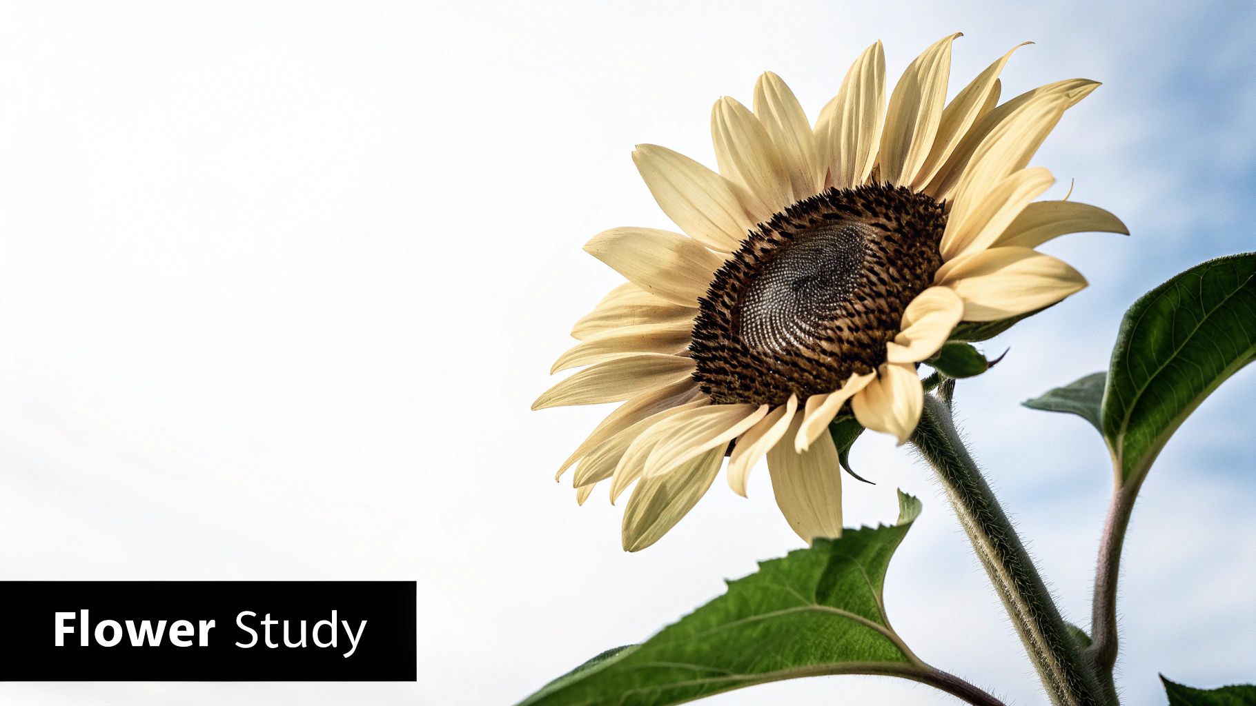 Close-up of a vibrant sunflower with light yellow petals and a dark center against a bright sky, reading 'Flower Study'.