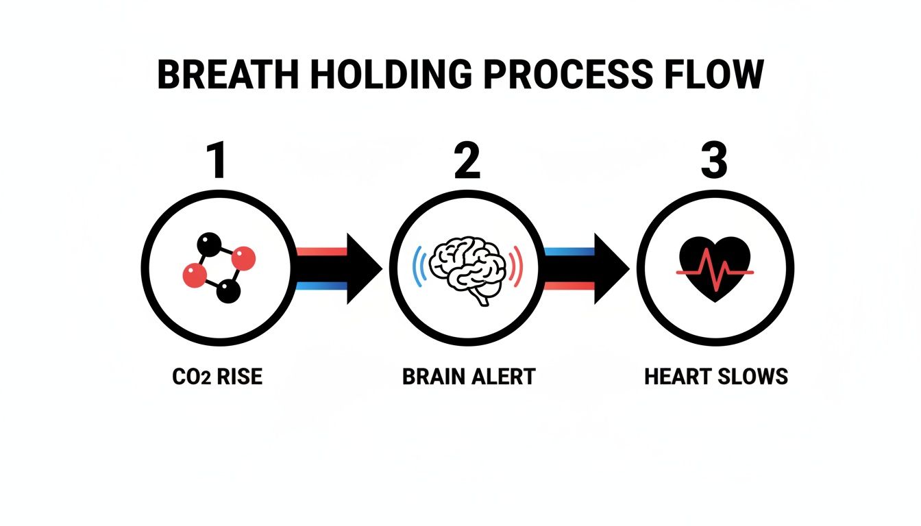 Flow chart showing the physiological effects of breath holding: CO2 rise, brain alert, and heart slowing.