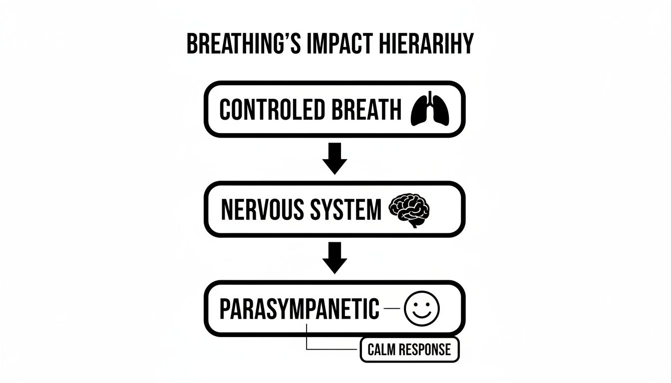 A diagram illustrating breathing's impact hierarchy, showing how controlled breath affects the nervous system, leading to a calm parasympathetic response.