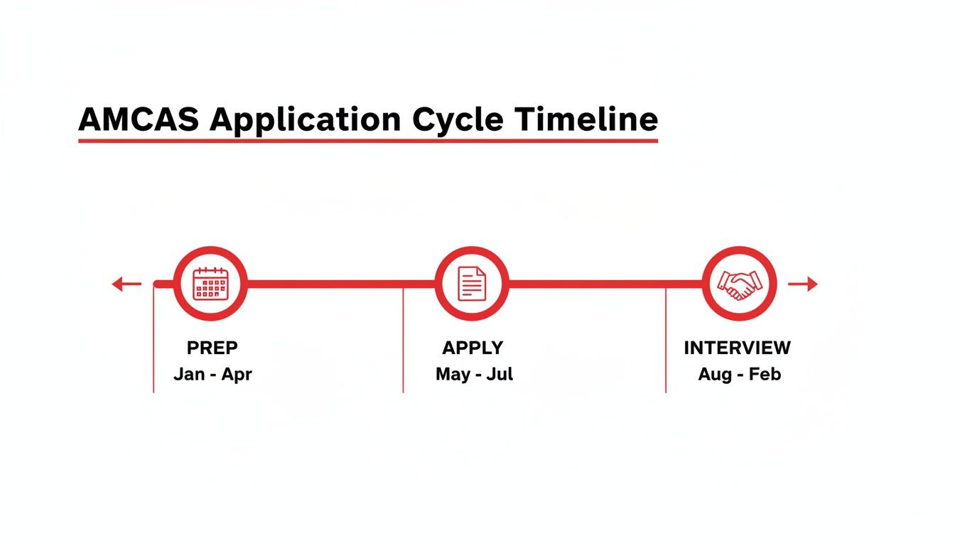 AMCAS application cycle timeline visually detailing prep, apply, and interview stages with monthly ranges.