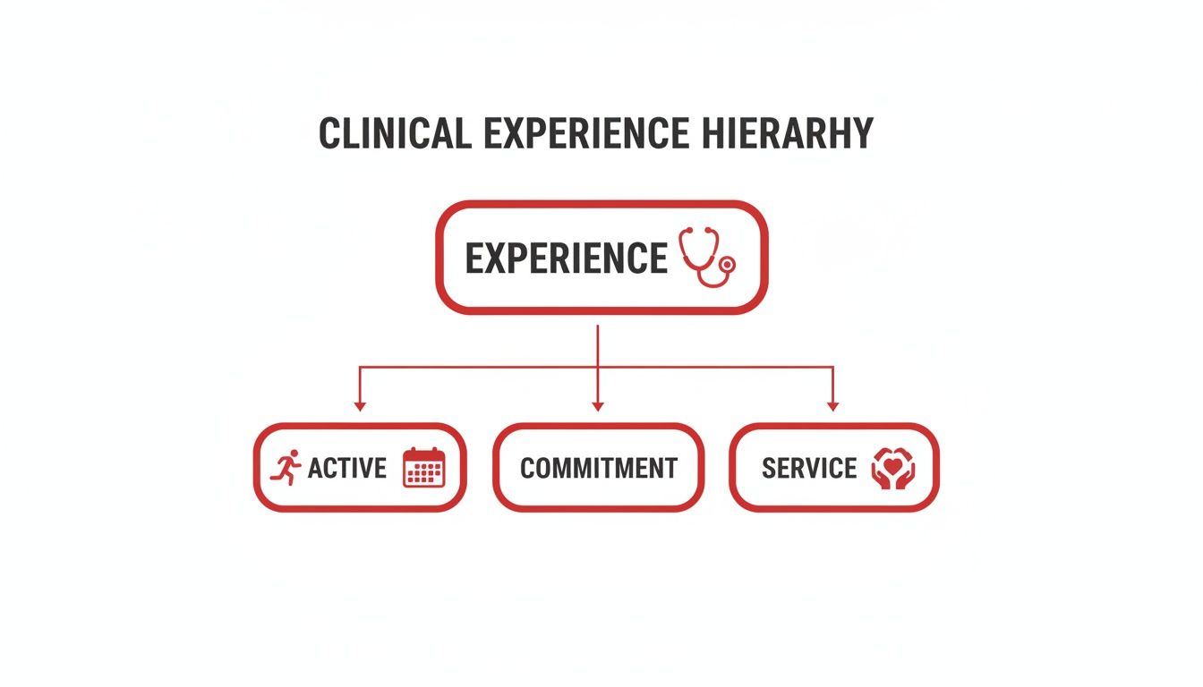 A clinical experience hierarchy diagram showing Experience at the top, branching into Active, Commitment, and Service.