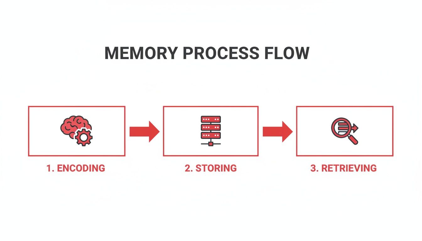 A visual diagram illustrating the memory process flow with steps: encoding, storing, and retrieving.
