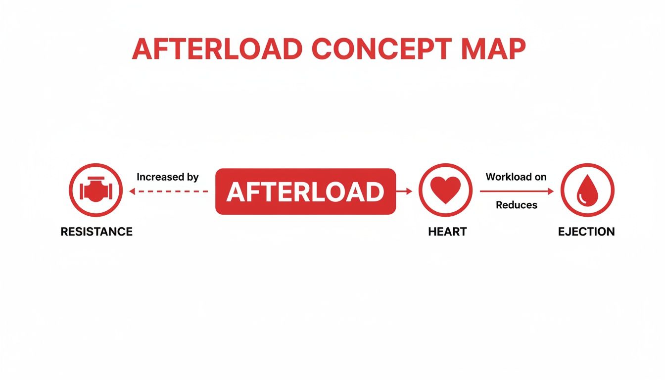 Concept map illustrating afterload: resistance increases afterload, leading to heart workload and reduced ejection.