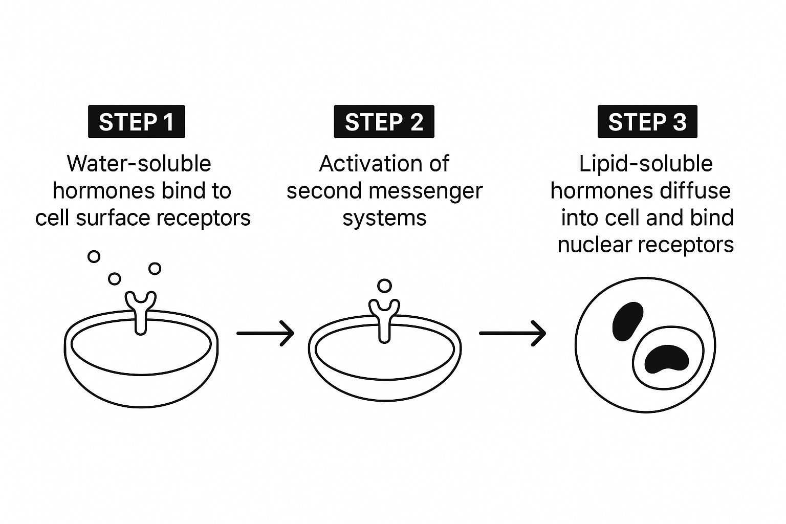 An infographic showing how water-soluble and lipid-soluble hormones interact with cells