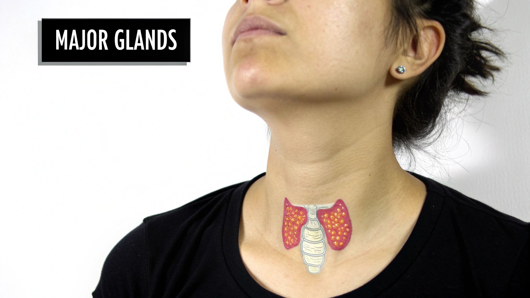 A detailed illustration of the endocrine system's glands and their locations in the human body.