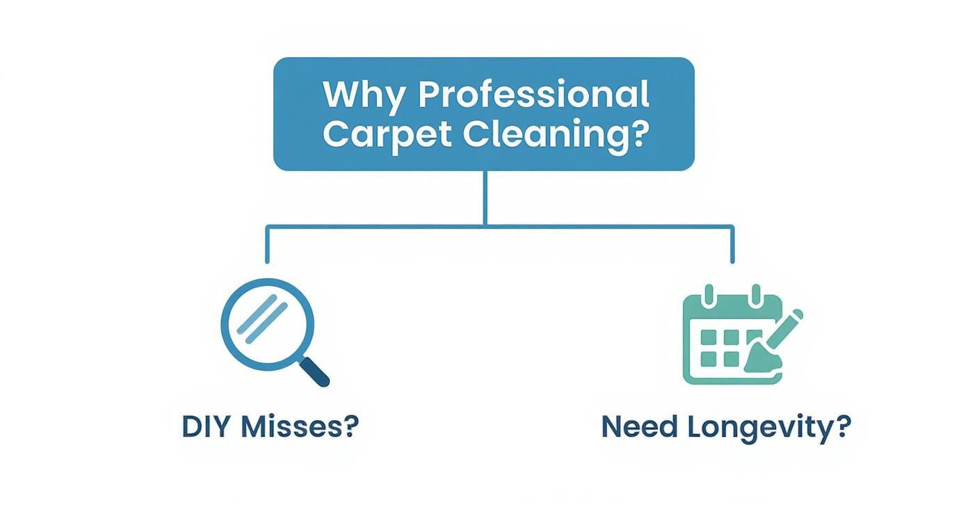 Diagram explaining why professional carpet cleaning is beneficial, highlighting DIY misses and the need for longevity.